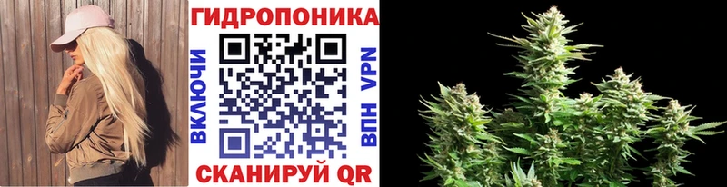 Конопля сатива Ковдор
